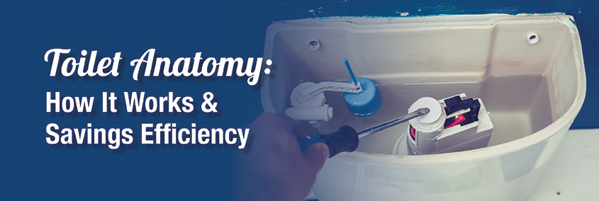Toilet Anatomy: How does it work? & Savings Efficiency Toilet Anatomy: How does it work? & Savings Efficiency