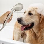 9th image of Multi-Function Massage Handheld Showerhead with Hose in Brushed Nickel